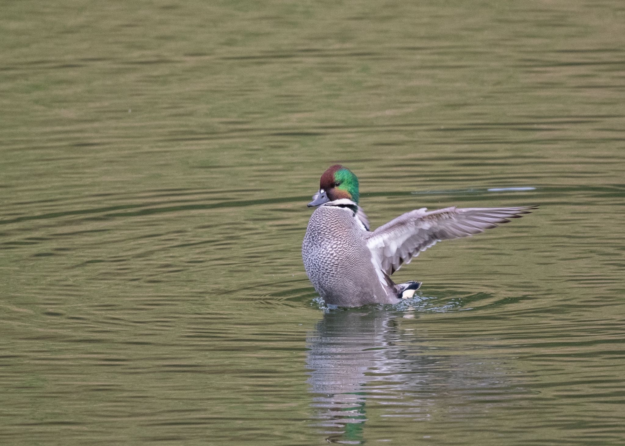 Photo of Falcated Duck at 桜田濠 by しゃちく(週末のすがた)