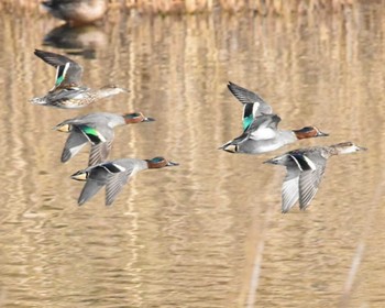 Eurasian Teal Kasai Rinkai Park Fri, 2/9/2024