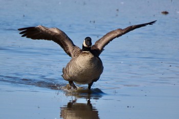 Cackling Goose 夏目の堰 (八丁堰) Sun, 2/11/2024