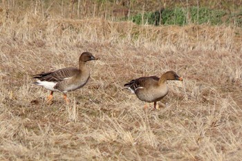 Tundra Bean Goose 夏目の堰 (八丁堰) Sun, 2/11/2024