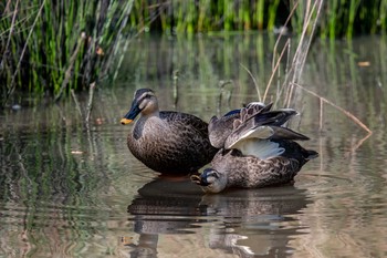 Eastern Spot-billed Duck