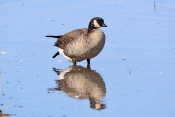 Cackling Goose 夏目の堰 (八丁堰) Sun, 2/11/2024