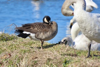 Cackling Goose 夏目の堰 (八丁堰) Sun, 2/11/2024