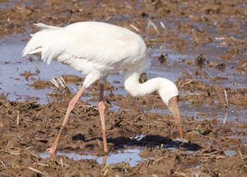 Siberian Crane Unknown Spots Unknown Date