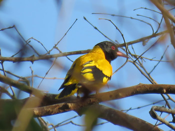 Black-hooded Oriole