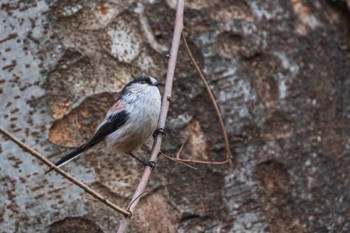 Long-tailed Tit 善福寺公園 Thu, 2/15/2024