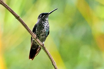 ミドリボウシテリハチドリ Trogon Lodge(Costa Rica) 2024年2月10日(土)