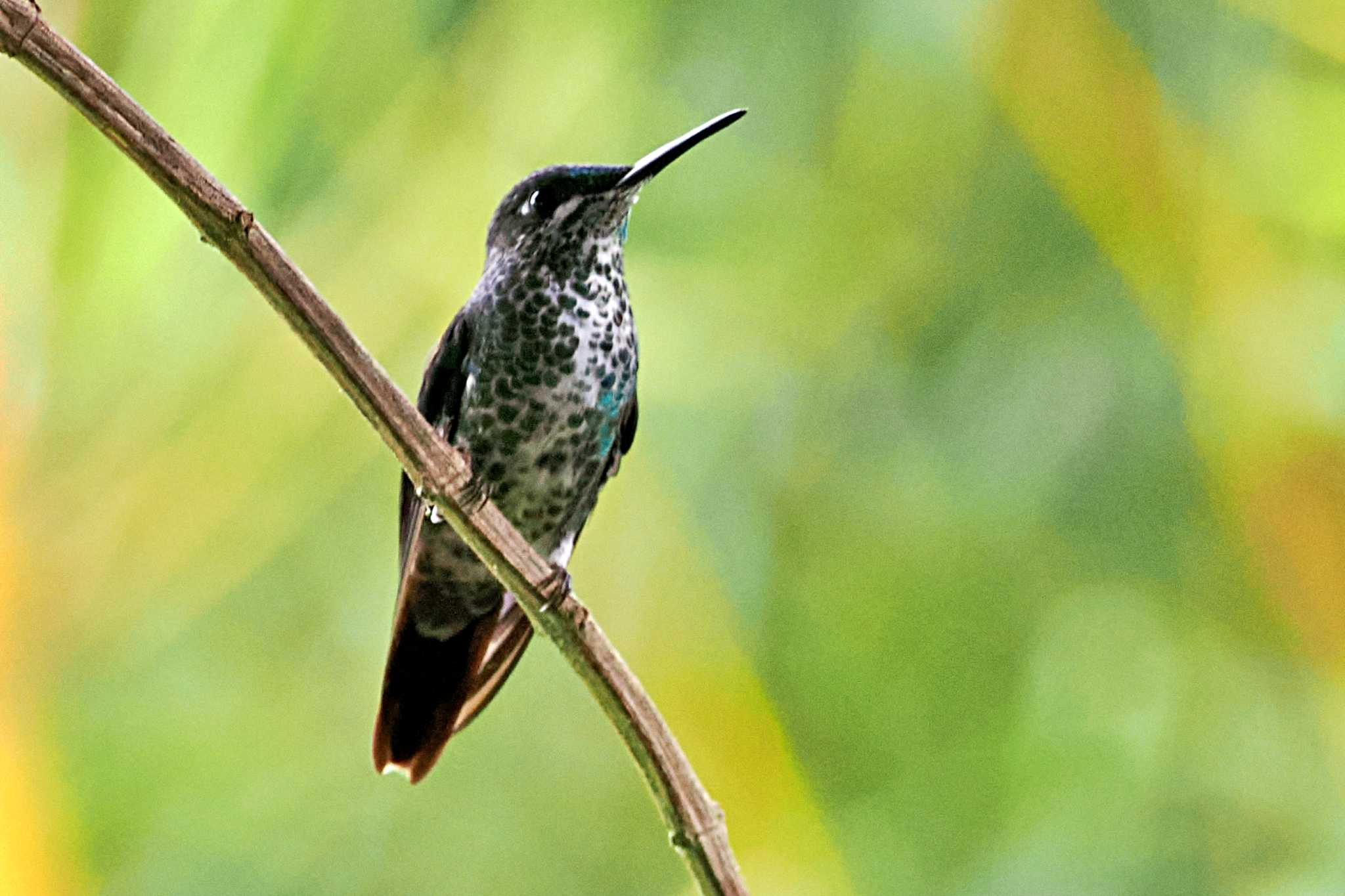 Trogon Lodge(Costa Rica) ミドリボウシテリハチドリの写真 by 藤原奏冥