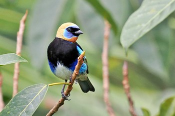 Golden-hooded Tanager Miriam's Quetzals(Costa Rica) Sat, 2/10/2024