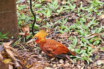 チャバネテンニョゲラ Trogon Lodge(Costa Rica) 2024年2月10日(土)