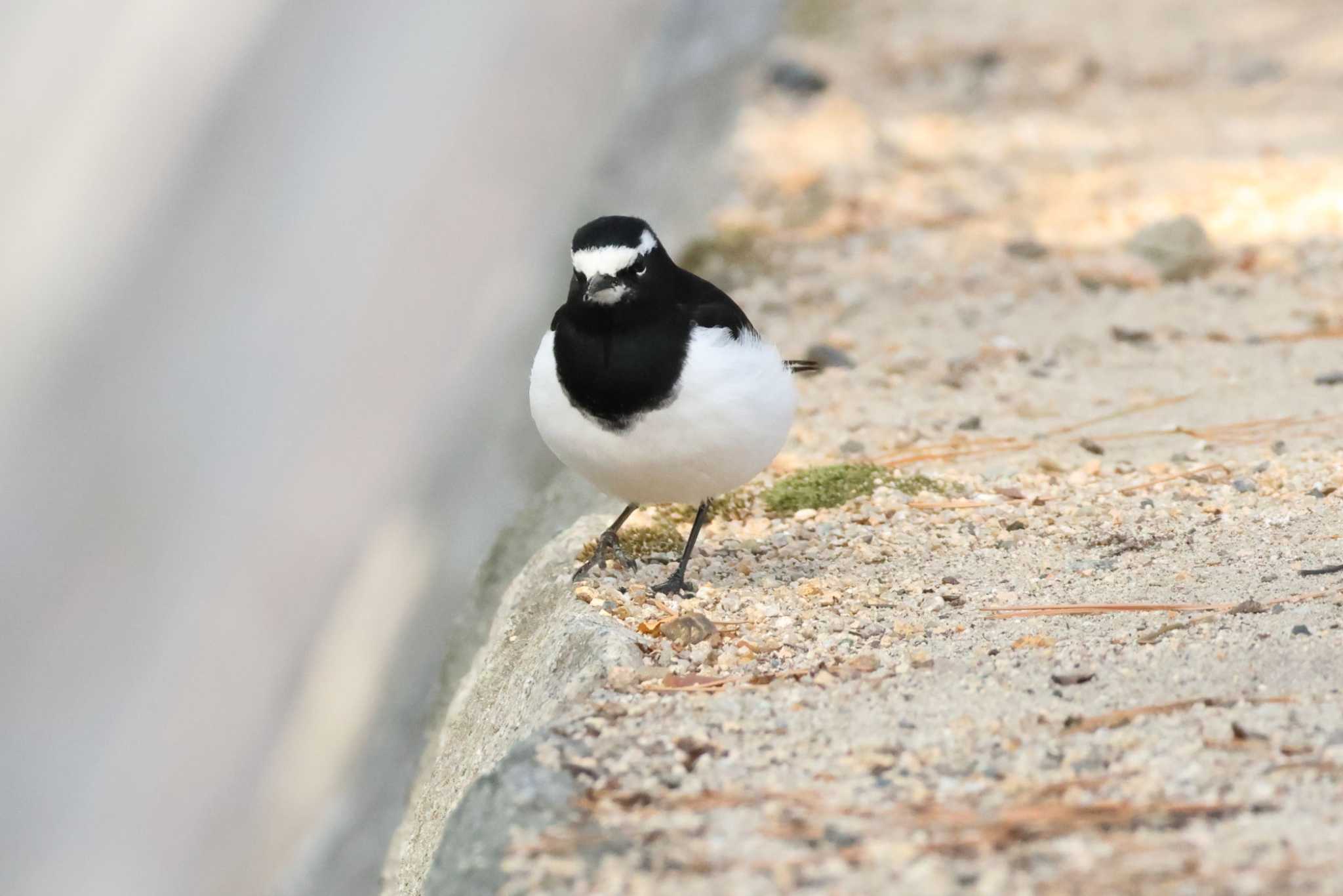 Photo of Japanese Wagtail at 夙川河川敷緑地(夙川公園) by いわな