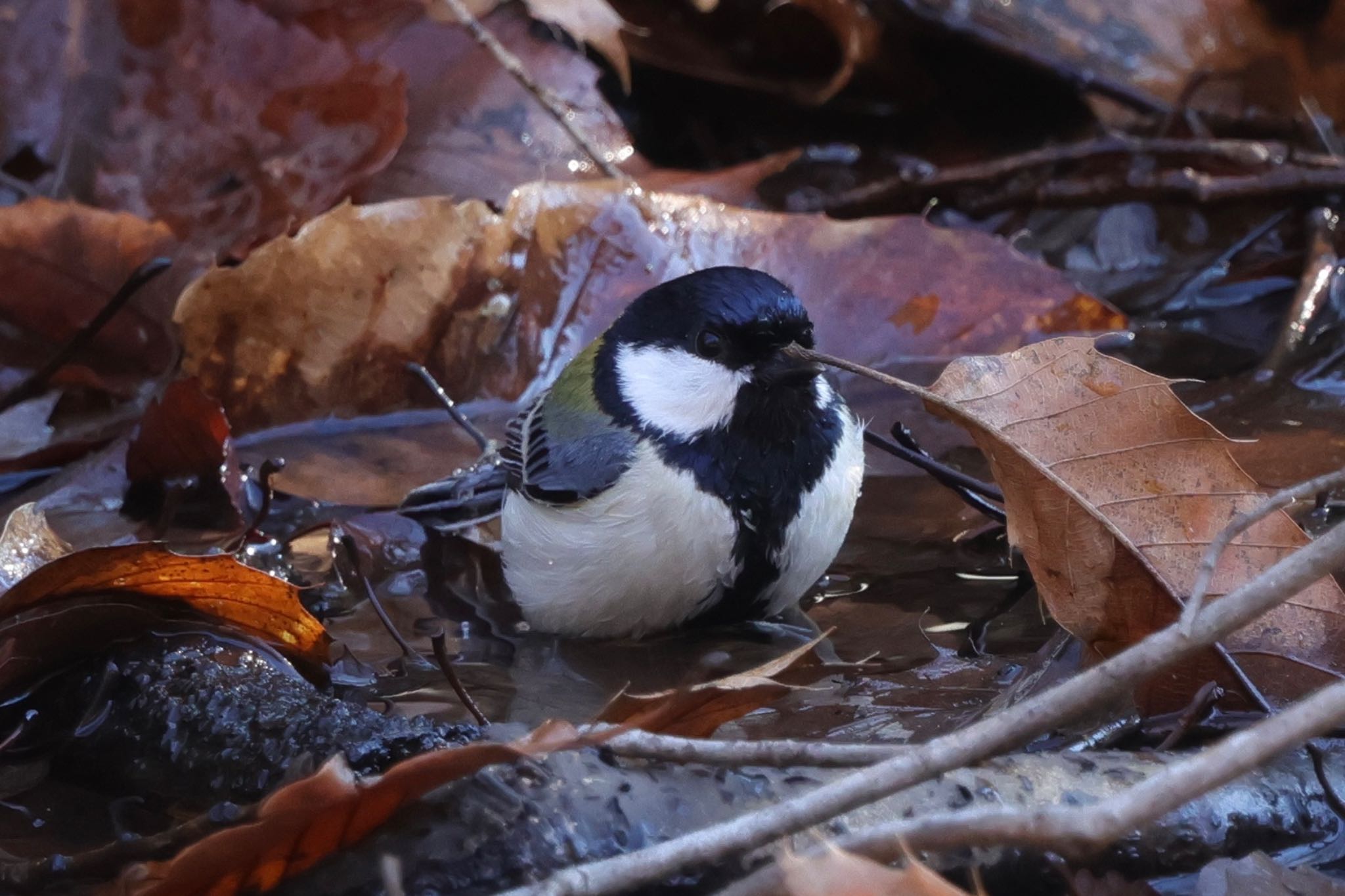 Japanese Tit