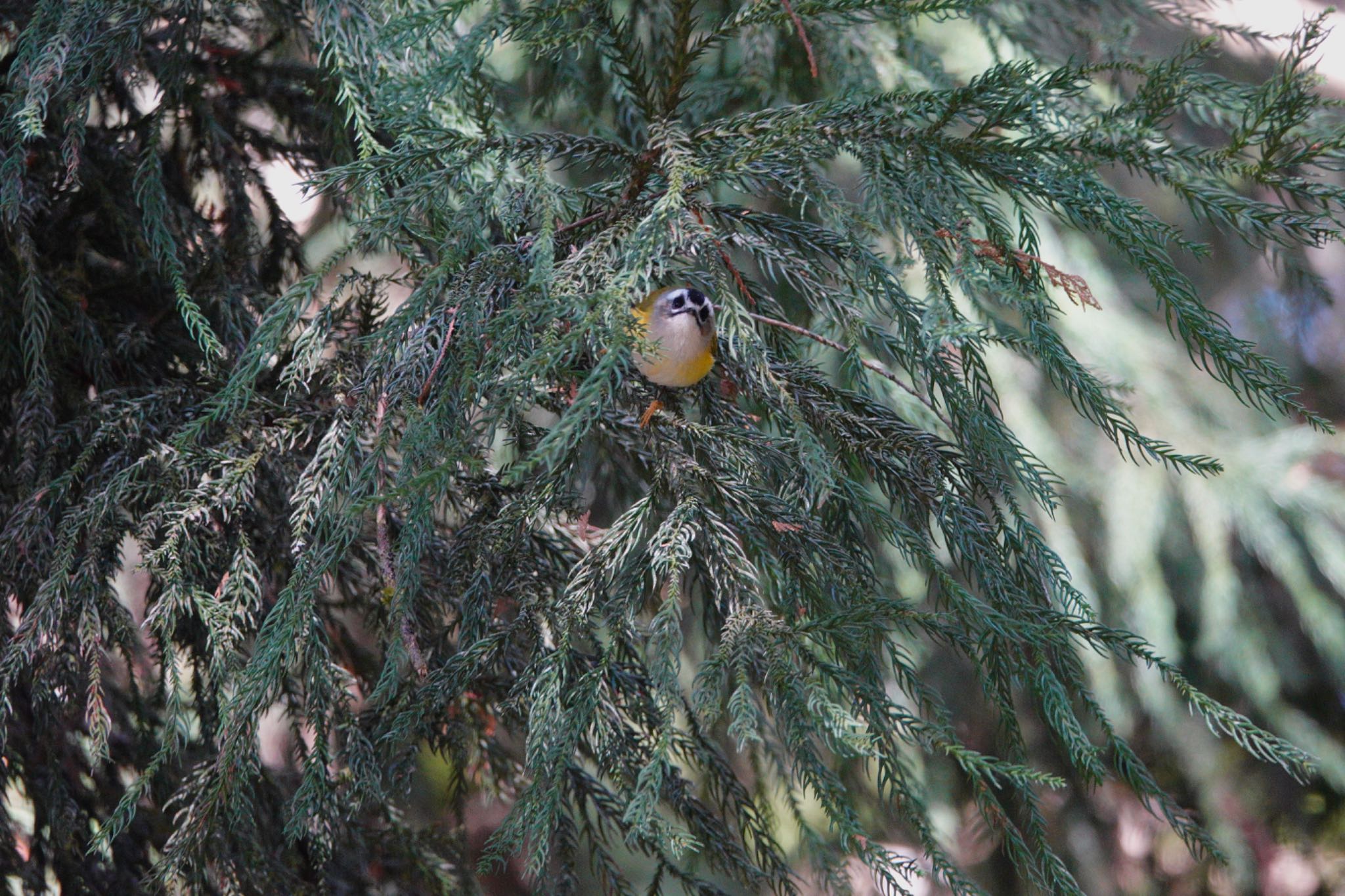 Photo of Flamecrest at 阿里山国家森林遊楽区 by のどか