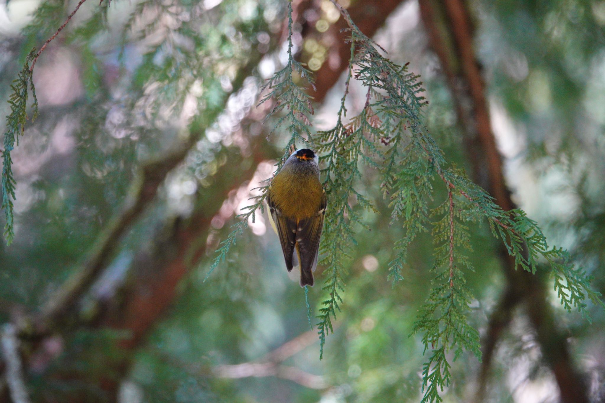 Photo of Flamecrest at 阿里山国家森林遊楽区 by のどか