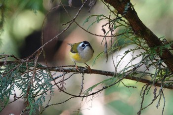 Thu, 1/25/2024 Birding report at 阿里山国家森林遊楽区