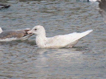 Glaucous Gull 志津川湾 Thu, 2/15/2024