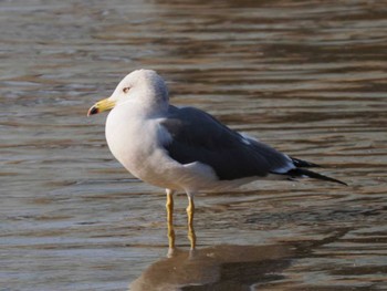 ウミネコ 室見川 2023年11月22日(水)