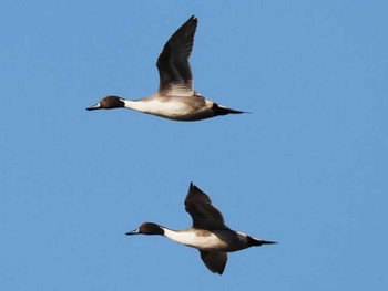 2023年11月22日(水) 室見川の野鳥観察記録