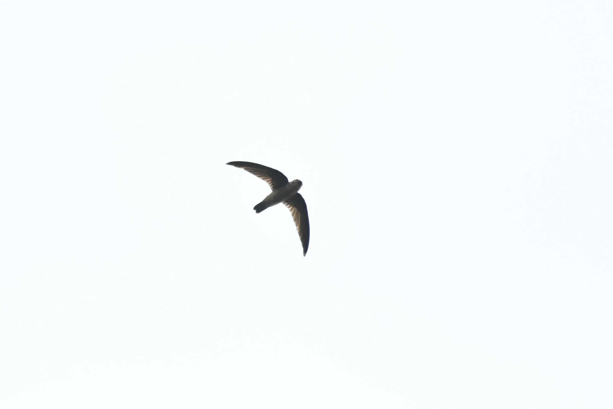 Photo of Germain's Swiftlet at Bukit Batok Nature Park (Singapore) by あひる