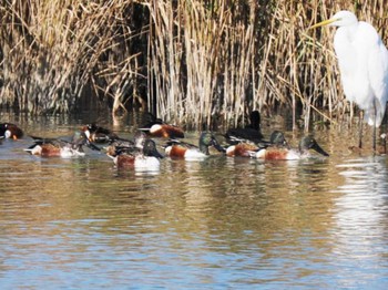 2023年11月20日(月) 今津干潟の野鳥観察記録