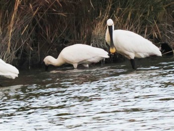 Eurasian Spoonbill 今津干潟 Tue, 11/14/2023