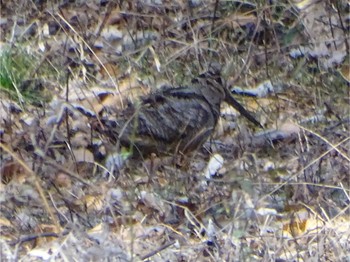 Eurasian Woodcock Maioka Park Fri, 2/16/2024