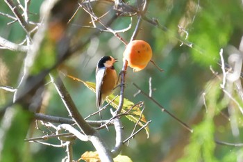 Sun, 11/25/2018 Birding report at 滋賀県甲賀市甲南町創造の森