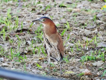 Malayan Night Heron Ishigaki Island Thu, 10/26/2023