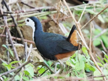 White-breasted Waterhen Ishigaki Island Thu, 10/26/2023