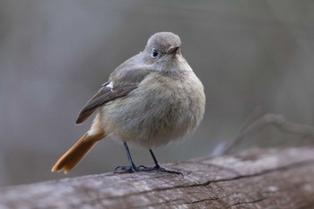 Daurian Redstart Unknown Spots Sun, 2/11/2024