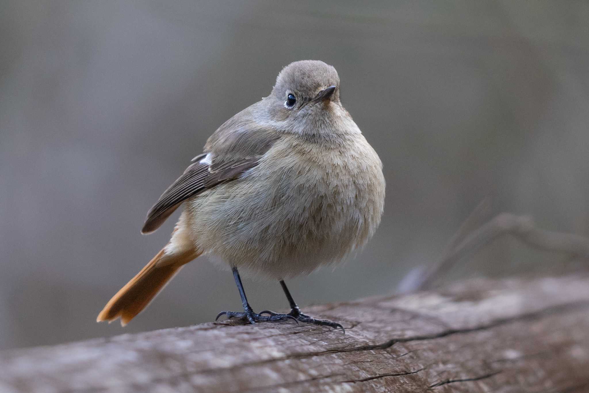 Photo of Daurian Redstart at  by My