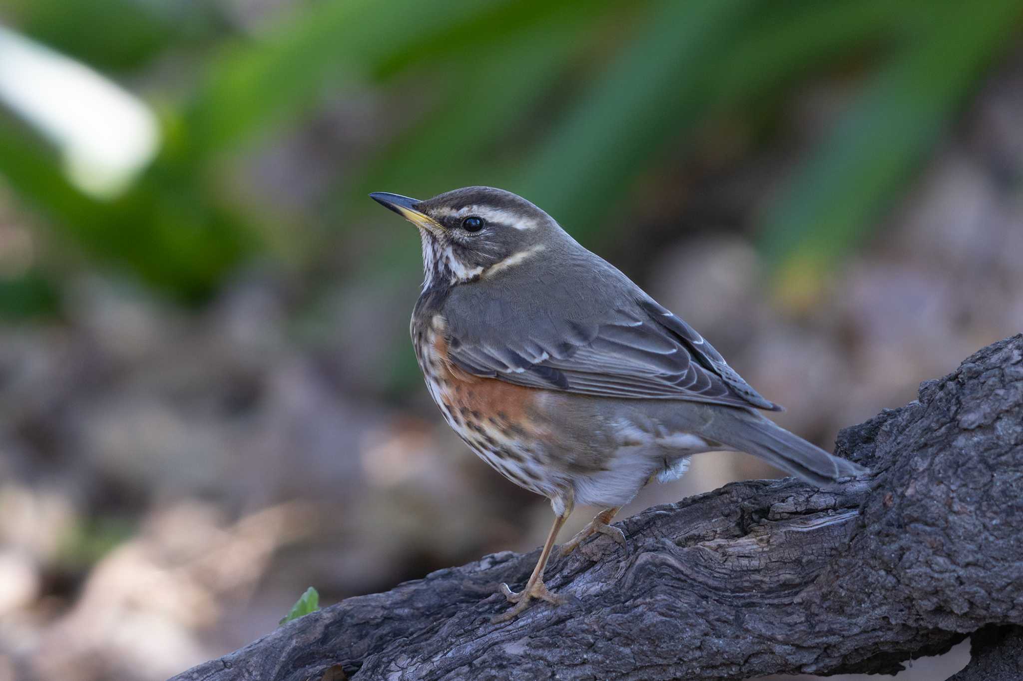 Photo of Redwing at  by My