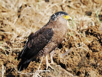 Crested Serpent Eagle Ishigaki Island Thu, 10/26/2023