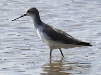 Marsh Sandpiper Ishigaki Island Thu, 10/26/2023