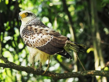 Crested Serpent Eagle Ishigaki Island Thu, 10/26/2023