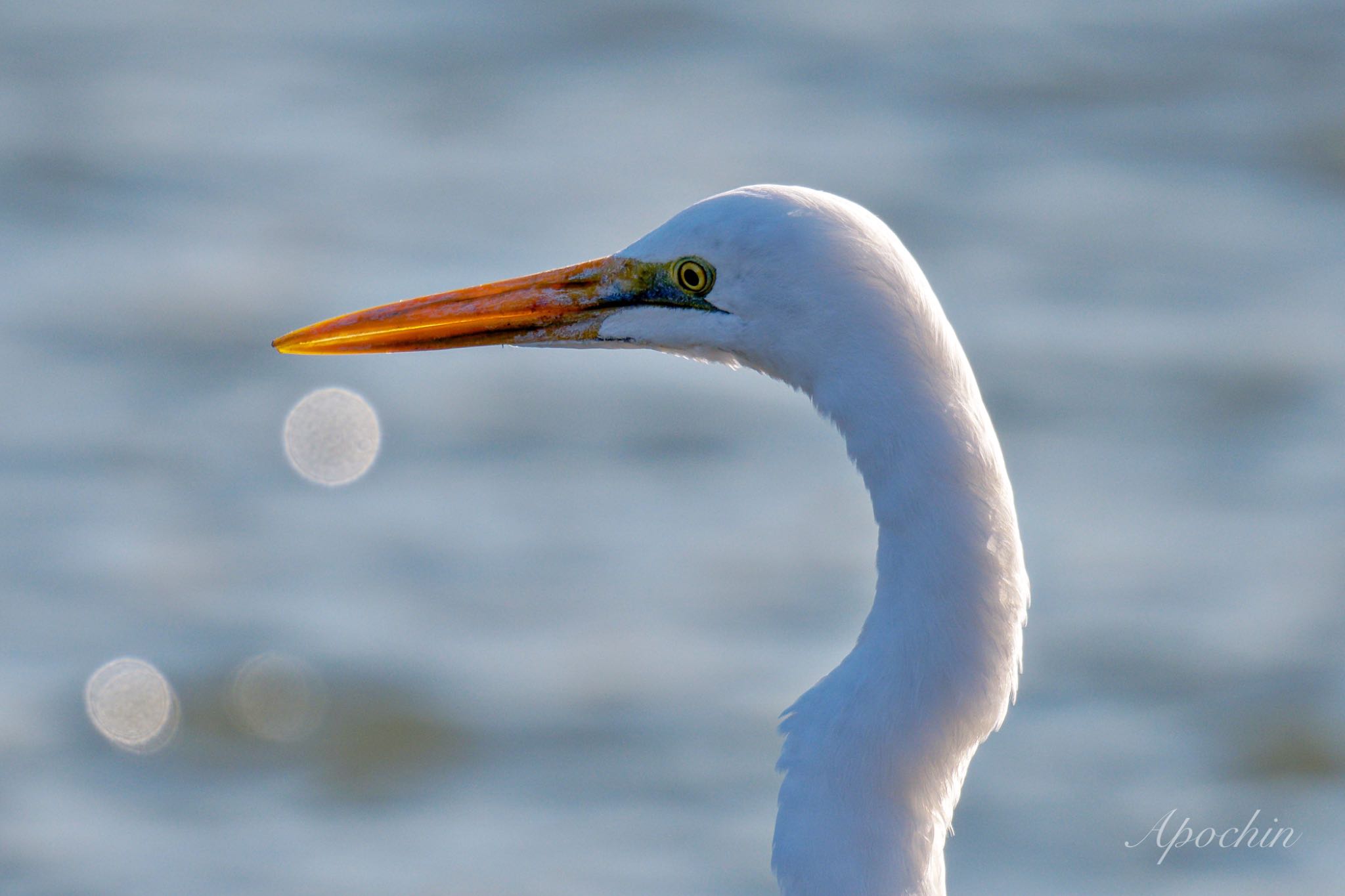 Great Egret