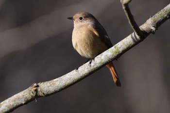 Daurian Redstart 雪入ふれあいの里公園 Sun, 12/17/2023