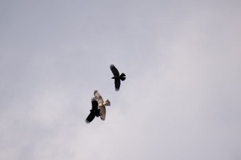 ノスリ 東京港野鳥公園 2024年1月13日(土)