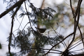 Goldcrest Mizumoto Park Tue, 1/16/2024