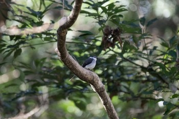 Ryukyu Minivet Mizumoto Park Tue, 1/16/2024