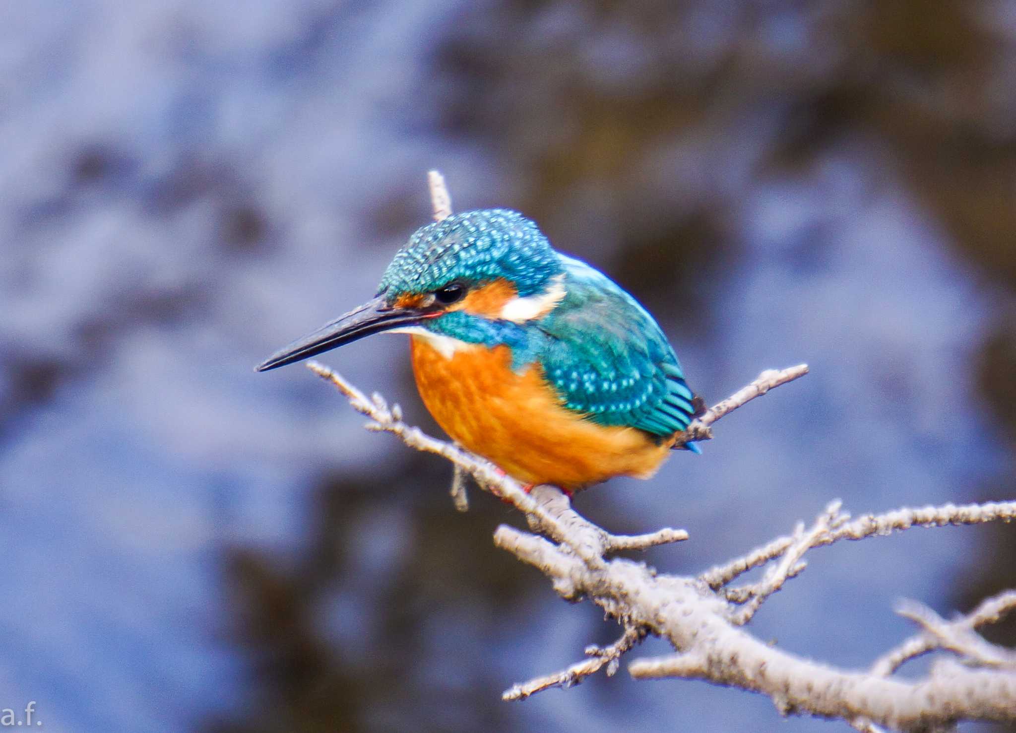 Photo of Common Kingfisher at 恩田川(高瀬橋付近) by a.f.