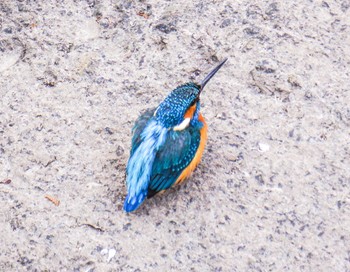 Common Kingfisher 恩田川(高瀬橋付近) Fri, 2/16/2024