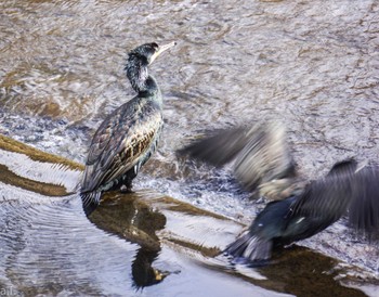 Great Cormorant 恩田川(高瀬橋付近) Fri, 2/16/2024