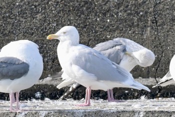 Glaucous Gull Unknown Spots Sat, 2/10/2024