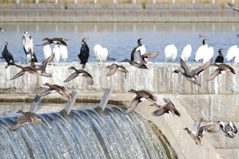 2018年11月25日(日) 多摩川二ヶ領宿河原堰の野鳥観察記録