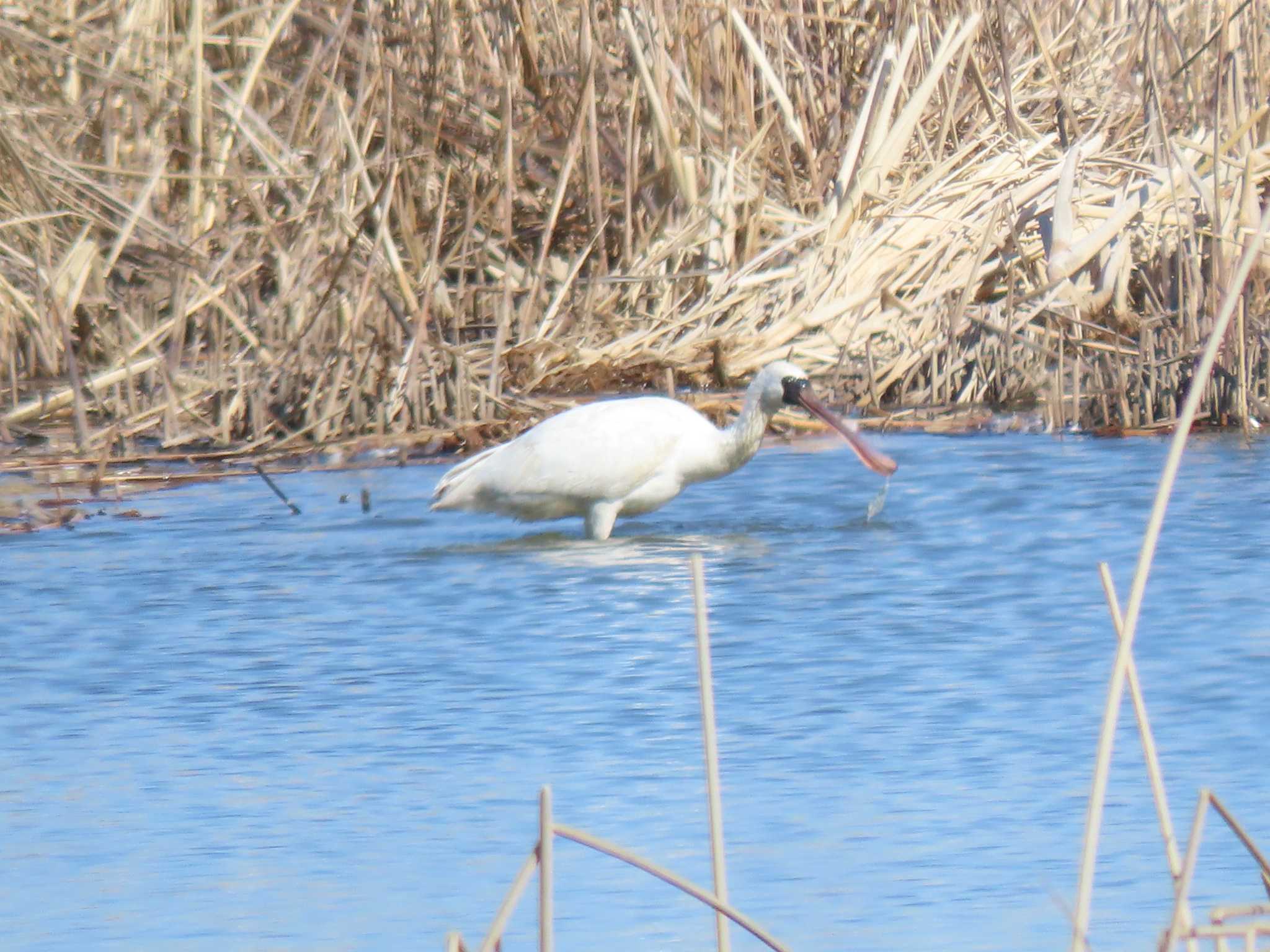 Black-faced Spoonbill