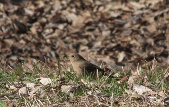 Daurian Redstart Musashino-no-mori Park Sat, 2/10/2024