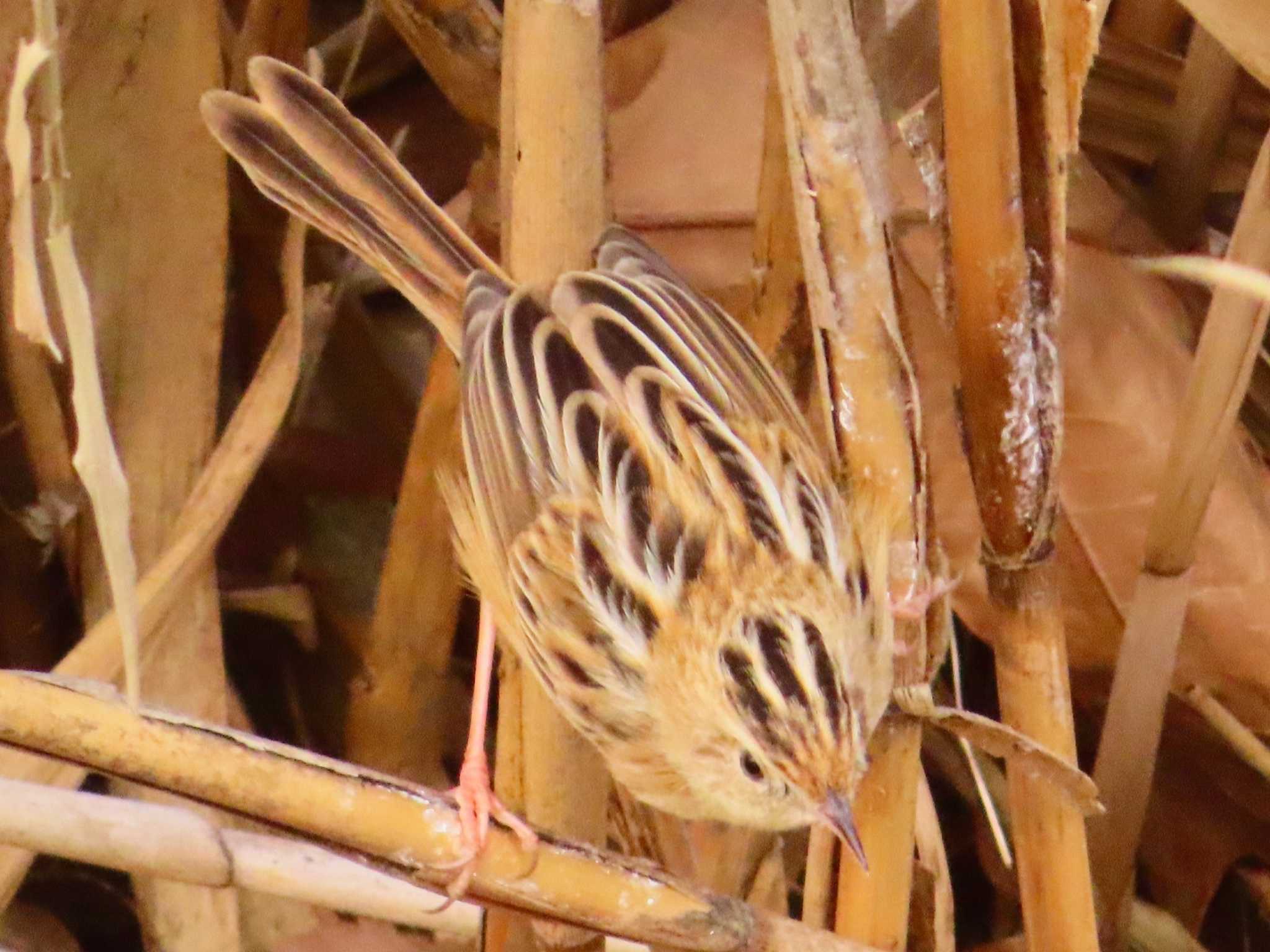 Zitting Cisticola