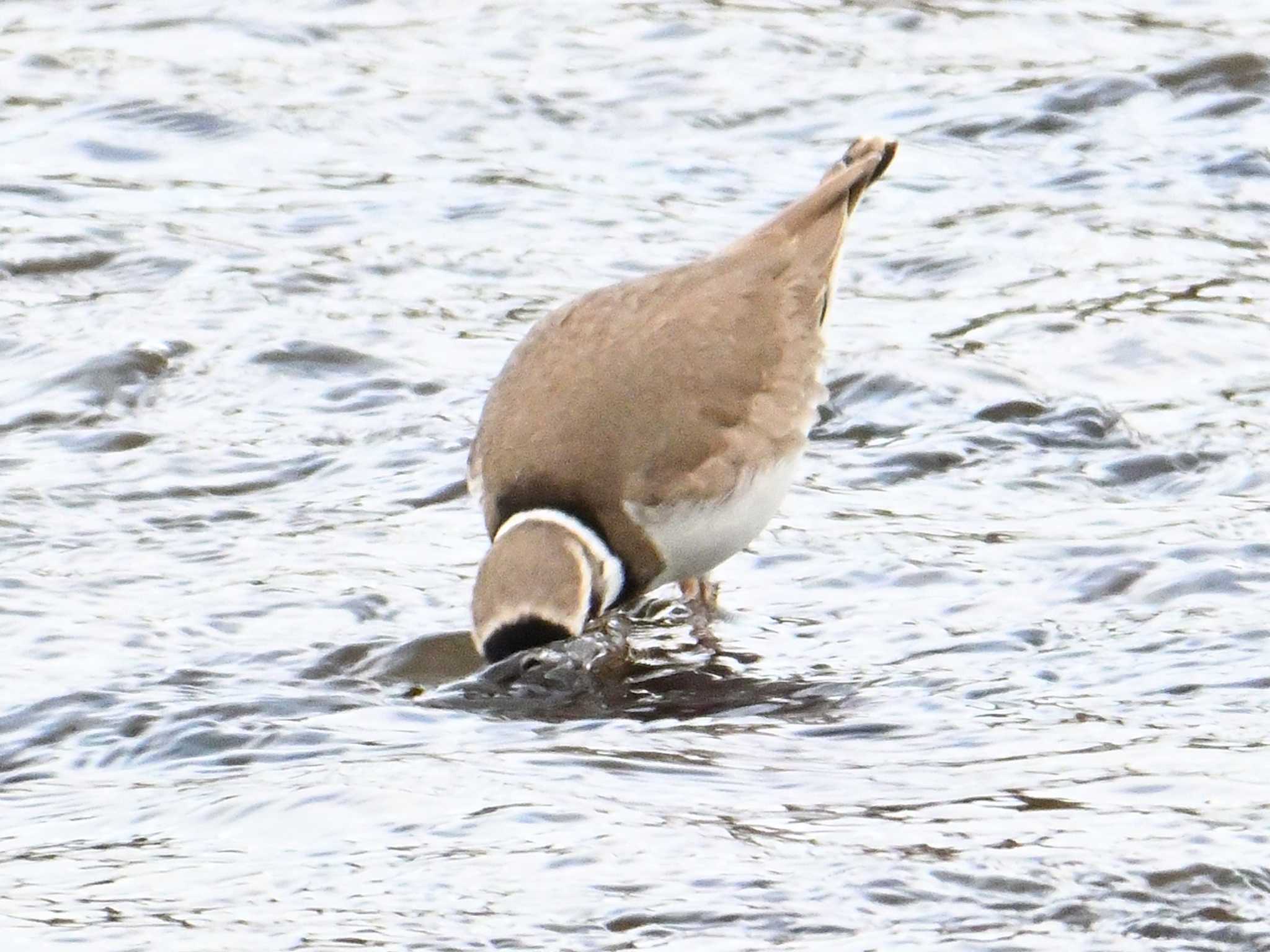 Long-billed Plover