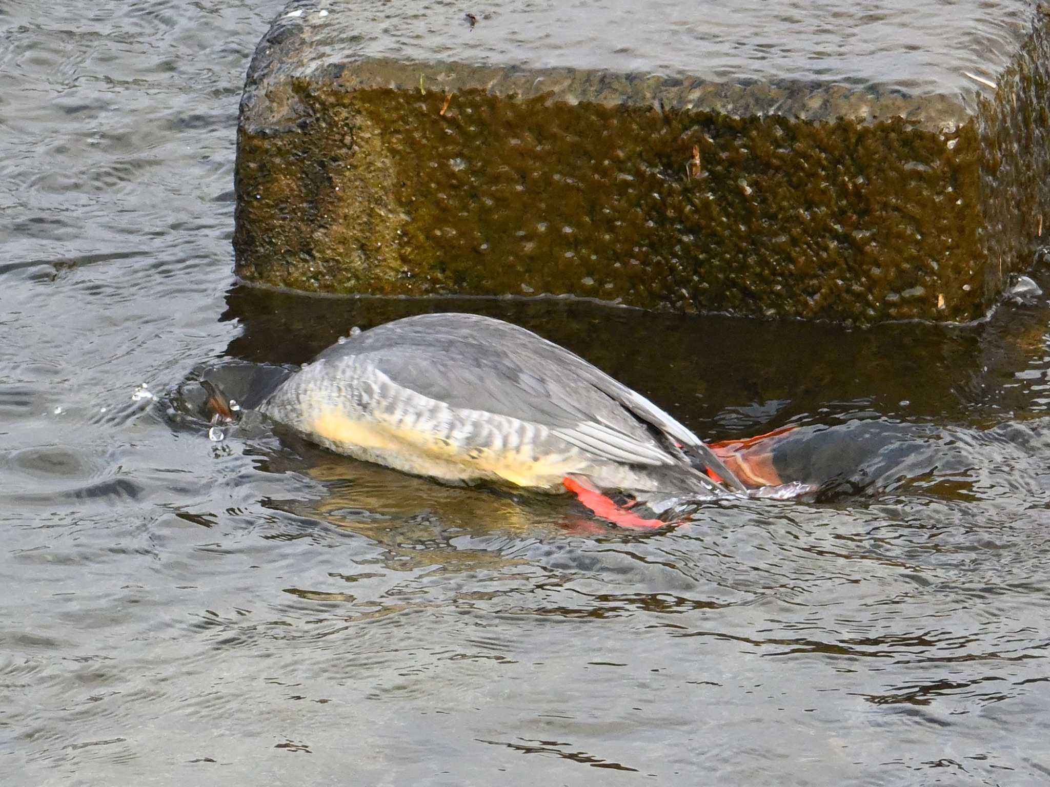 Common Merganser